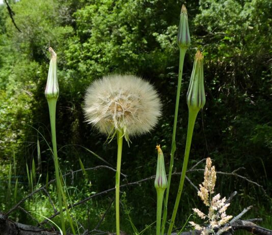 Jardín 2024 | Tres años de crecimiento en verde intenso